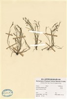 藏品(庭菖蒲)的圖片
